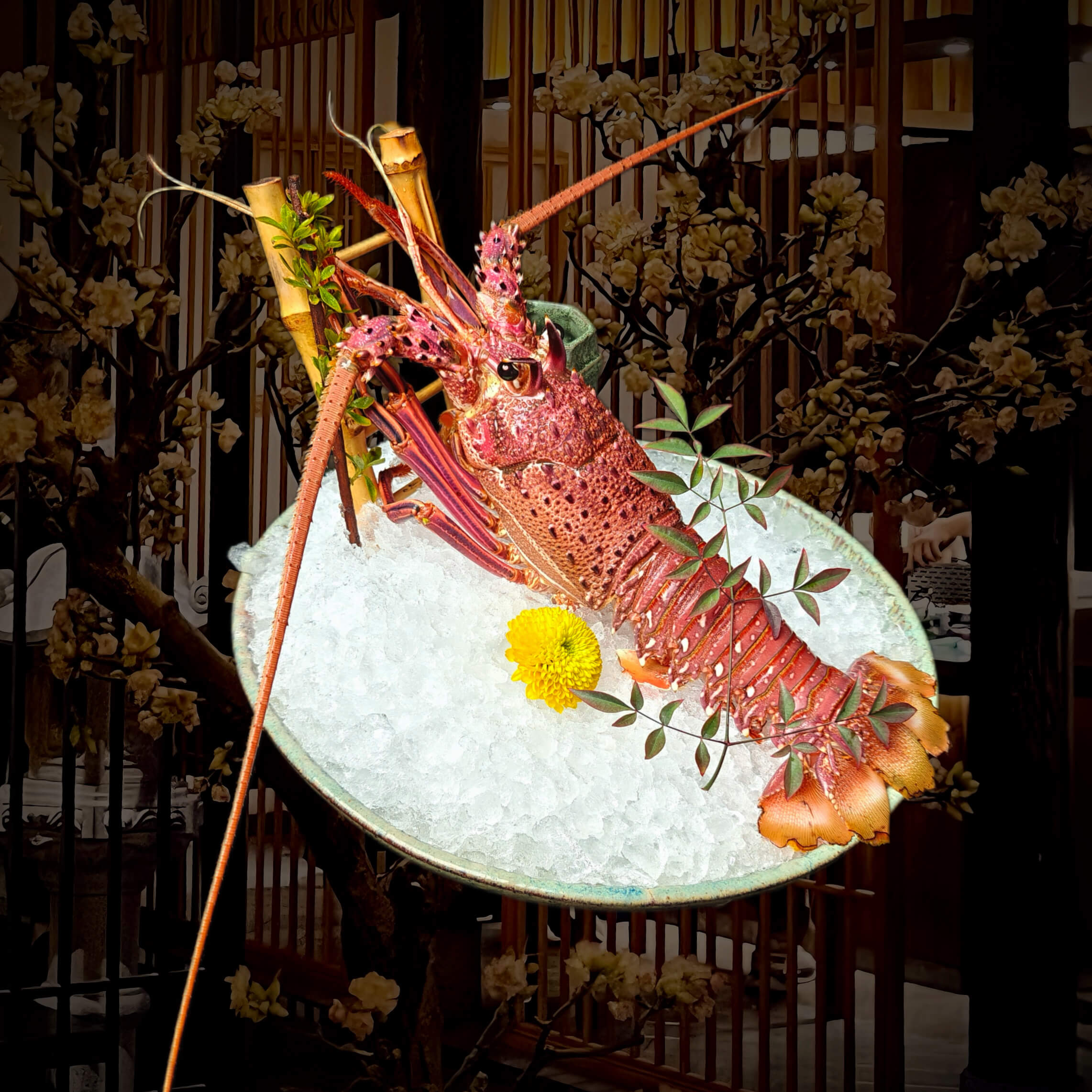 澳洲龙虾（刺身）（斤）